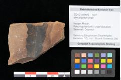 Foto (Objekt + Etikett) von Myrica lignitum Unger (NHMW-GEO-2024-0188-0609)
